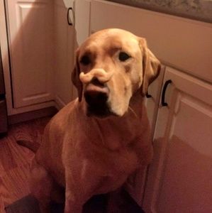 Meet your Posher, Zach